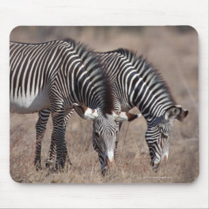 Zebra Muismat