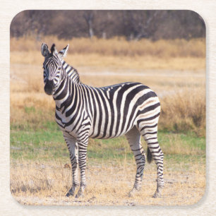 Zebra-onderzetter Vierkante Kartonnen Onderzetter