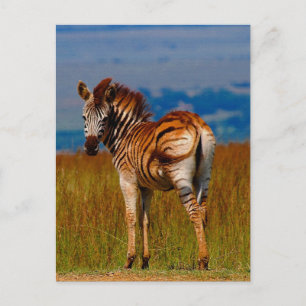 Zebra op de berg briefkaart
