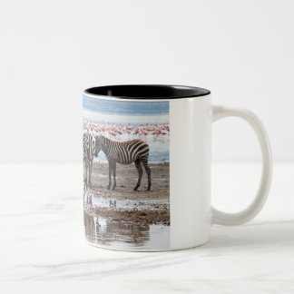 Zebra op de Mok van het meer Nakuru Kenya