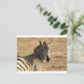 Zebra op de Savannah Briefkaart (Staand voorkant)