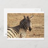 Zebra op de Savannah Briefkaart (Voorkant / Achterkant)