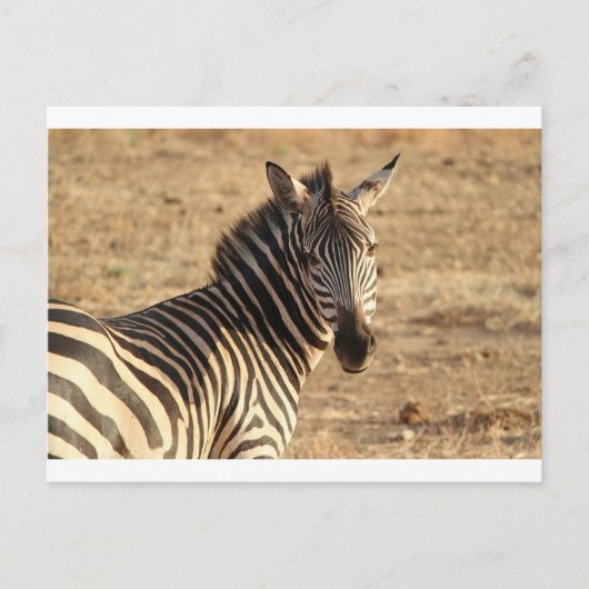 Zebra op de Savannah Briefkaart (Voorkant)