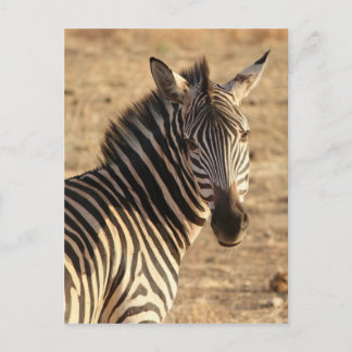 Zebra op de savanne briefkaart