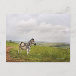 Zebra op het platteland, Zuid-Afrika Briefkaart