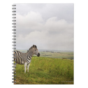Zebra op het platteland, Zuid-Afrika Notitieboek