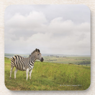Zebra op het platteland, Zuid-Afrika Onderzetter
