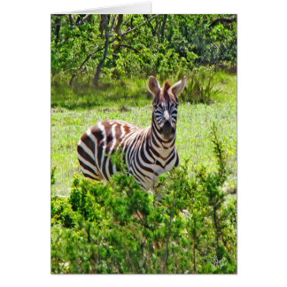 Zebra op Yeager Creek Road, Johnson City, TX