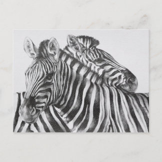 Zebra Original Pencil Drawing Briefkaart