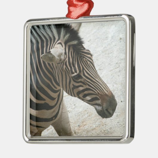Zebra Ornament (Links)