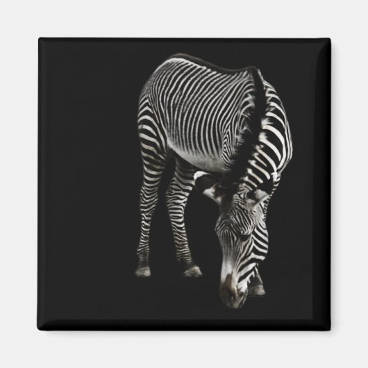 Zebra P4435 Magnet (Devant)