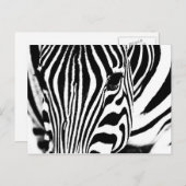 Zebra portret zwart-wit briefkaart (Voorkant / Achterkant)