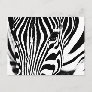 Zebra portret zwart-wit briefkaart