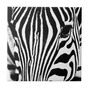 Zebra portret zwart-wit tegeltje