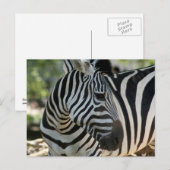 Zebra Pose Briefkaart (Voorkant / Achterkant)