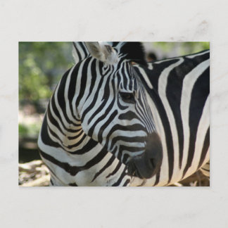 Zebra Pose Briefkaart