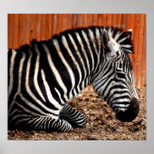 Zebra Poster (Voorkant)