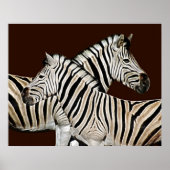 Zebra Poster (Voorkant)