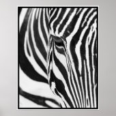 Zebra Poster (Voorkant)
