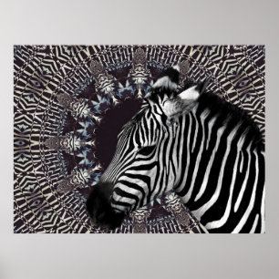 Zebra Poster