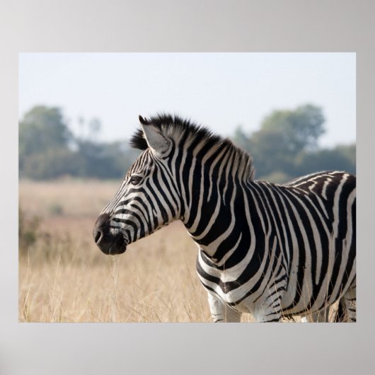 Zebra Poster (Voorkant)