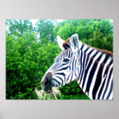 Zebra Poster (Voorkant)