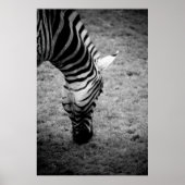 zebra poster (Voorkant)