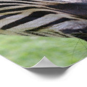 Zebra Poster afdrukken (Hoek)