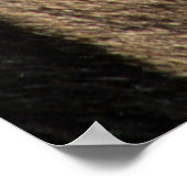 ZEBRA POSTER DE ANIMAL STRIPE (Coin)