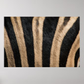ZEBRA POSTER DE ANIMAL STRIPE (Devant)