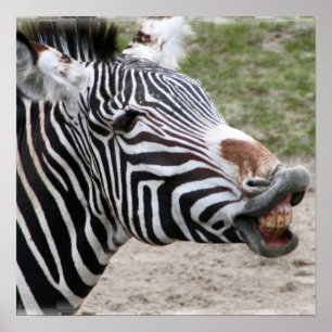 Zebra Poster glimlachen