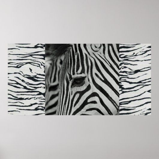 Zebra Poster Muurmuurschildering (Voorkant)