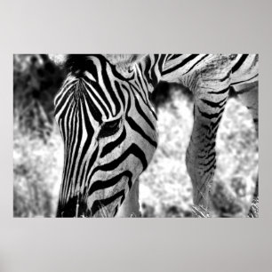 Zebra poster sluiten