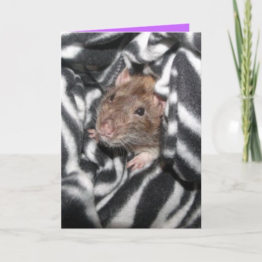 zebra rat Verjaardagskaart Kaart (Voorkant)