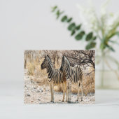 Zebra rol briefkaart (Staand voorkant)