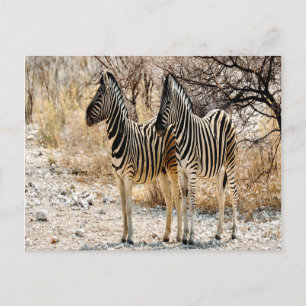 Zebra rol briefkaart