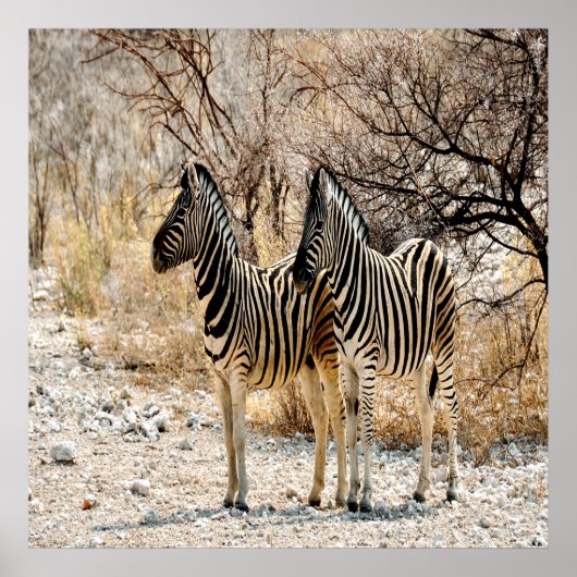 Zebra rol poster (Voorkant)