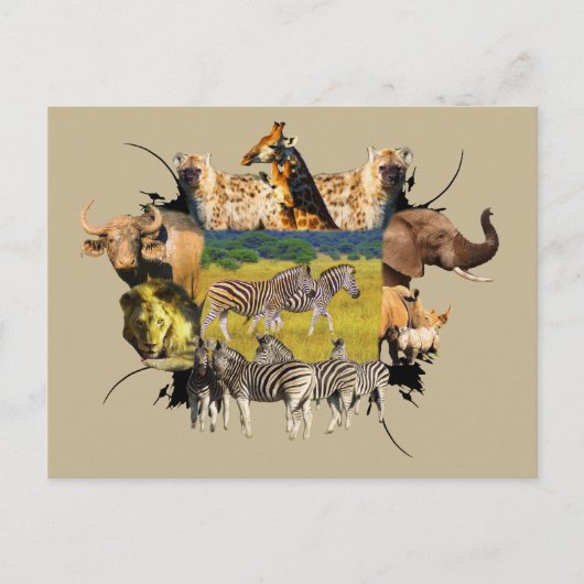 Zebra rol van Afrikaanse Wildlife Lijst Briefkaart (Voorkant)