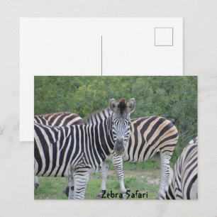 Zebra Safari Africa Briefkaart