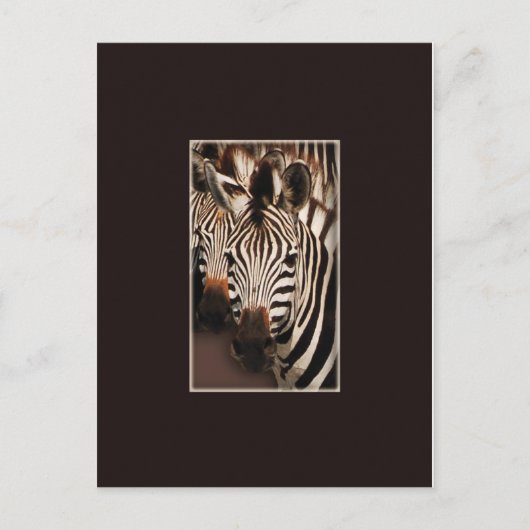 Zebra safari-briefkaarten briefkaart (Voorkant)