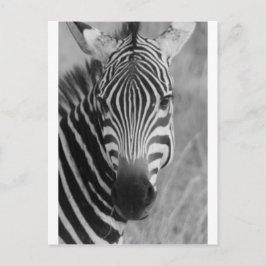 Zebra Safari Cute African Classy Stripes Briefkaart