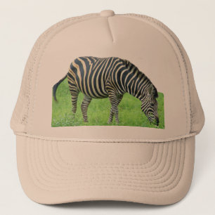 Zebra Safari Pet