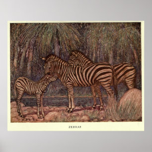 Zebra schilderen (1909) Poster
