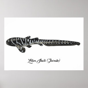 Zebra Shark (juveniel) Poster