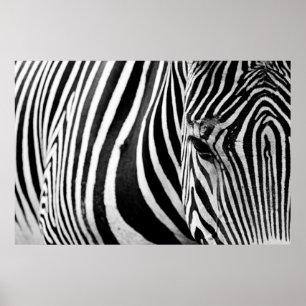 ZEBRA SLUITING UITZICHT POSTER