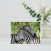 zebra-snuggle briefkaart (Staand voorkant)