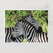 zebra-snuggle briefkaart (Voorkant)