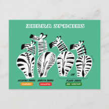 Zebra Soort Briefkaart