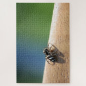 Zebra Spider Puzzle (Vertical)