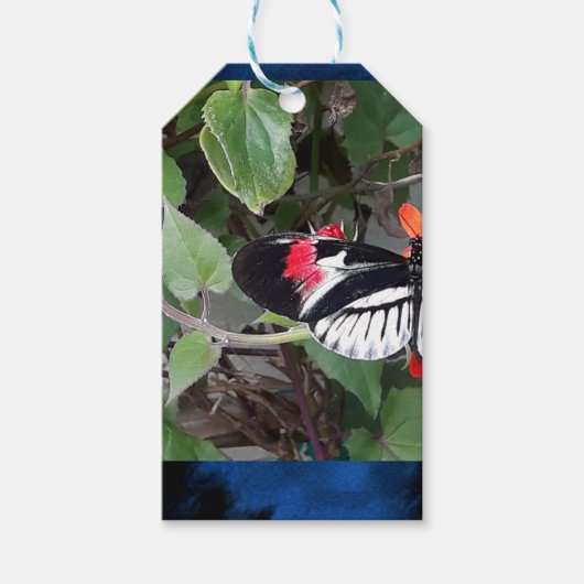 Zebra staart vlinder cadeaulabel (Voorkant)